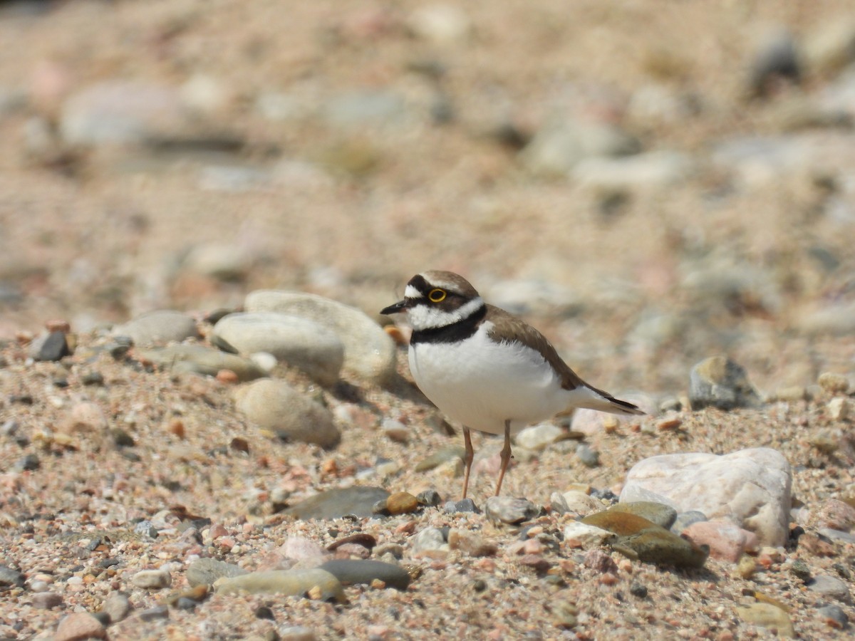 Little Ringed Plover - ML609924590