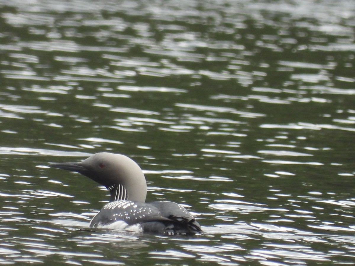 Arctic Loon - ML609924681