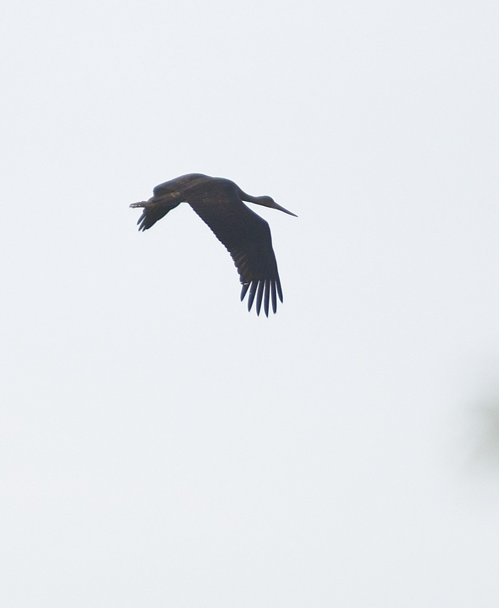 Black Stork - ML609924694