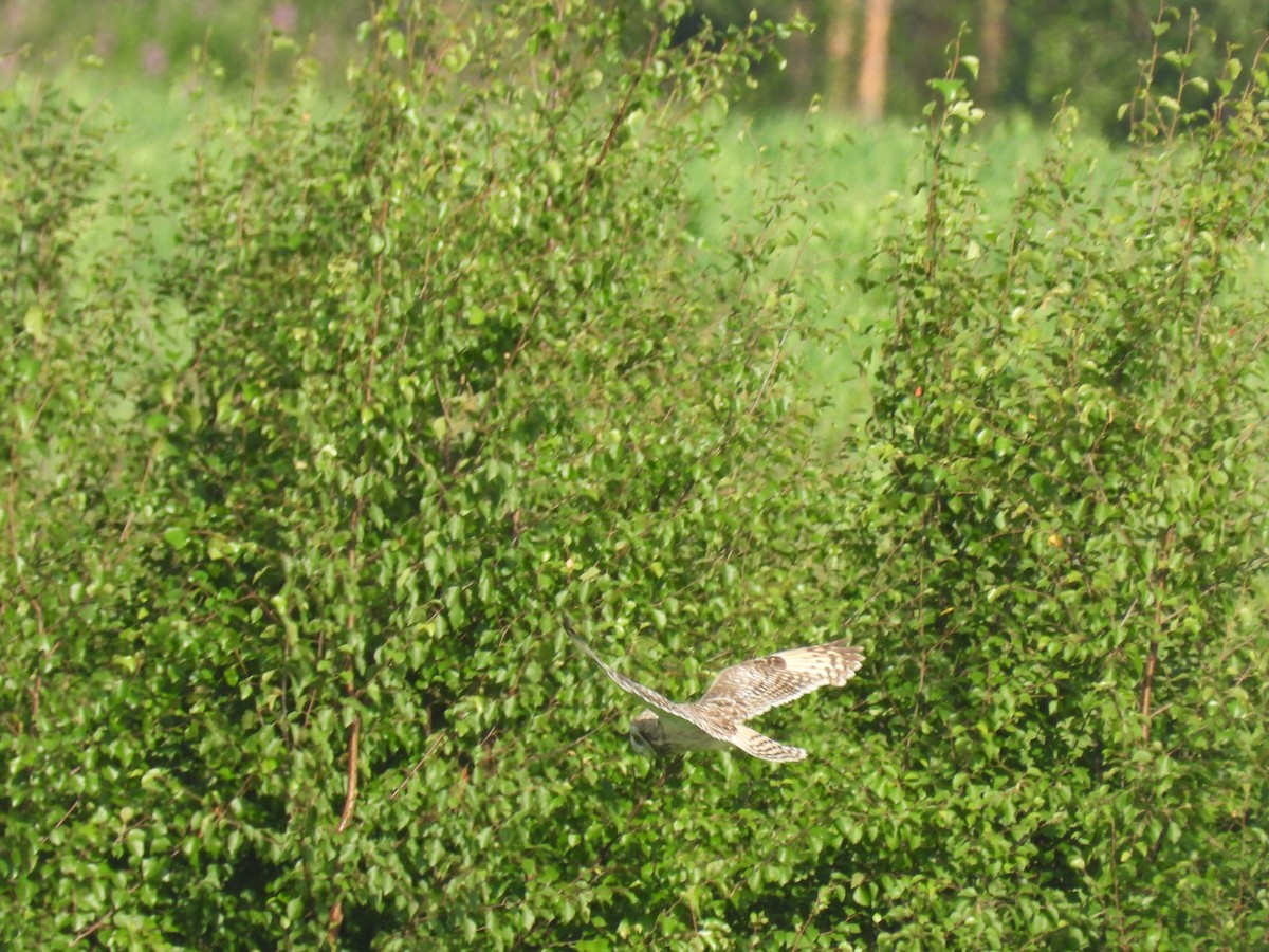 Short-eared Owl - ML609924815