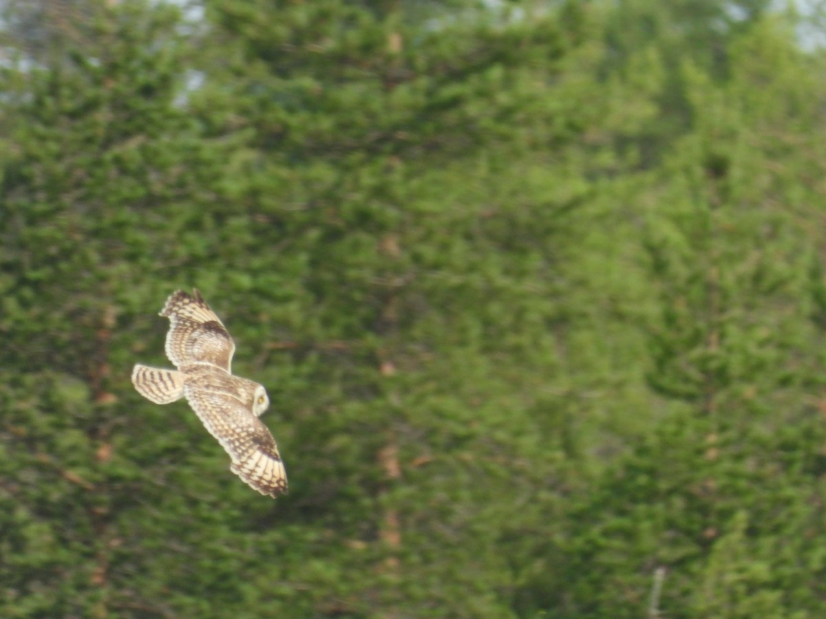 Short-eared Owl - ML609924859