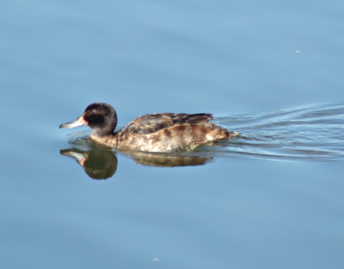 Black-headed Duck - ML609924917