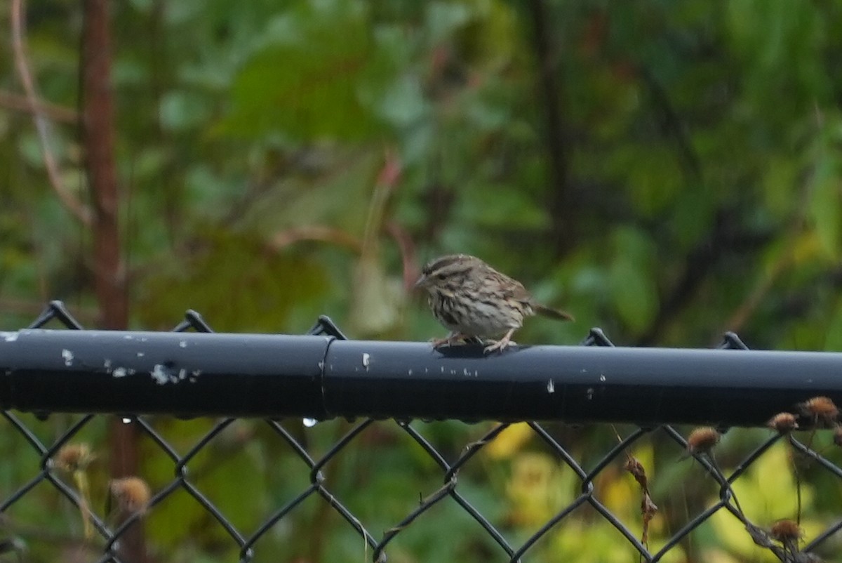 Song Sparrow - ML609924996