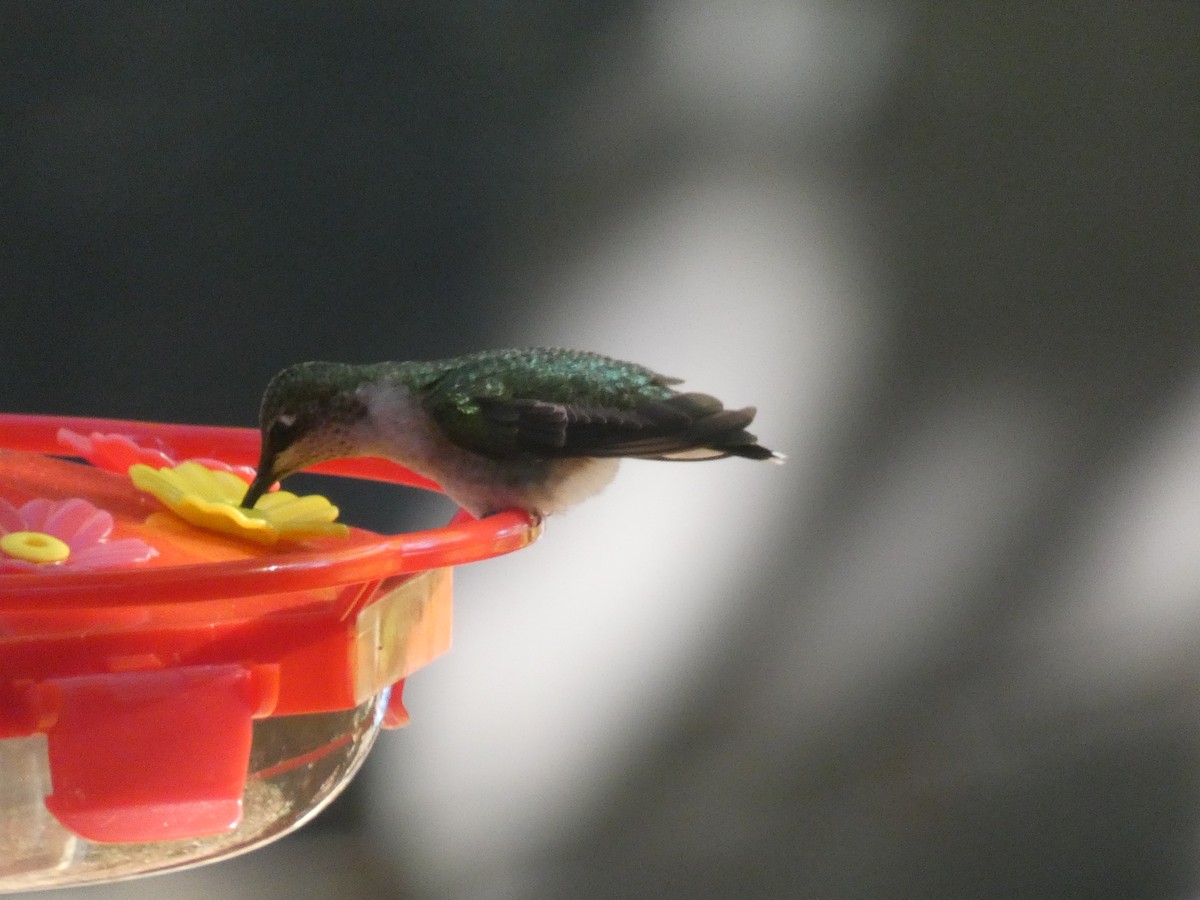 Ruby-throated Hummingbird - Steve Snyder