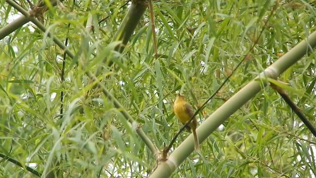 Yellow Tyrannulet - ML609925115