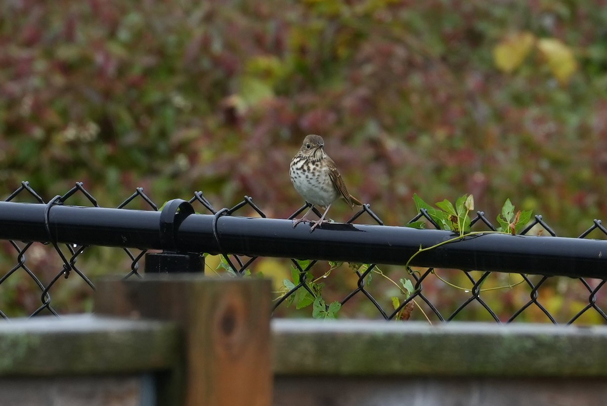 Hermit Thrush - ML609925180