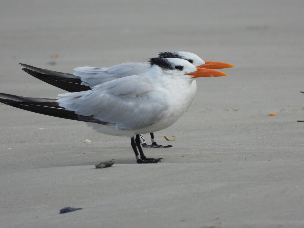 Royal Tern - ML609925206