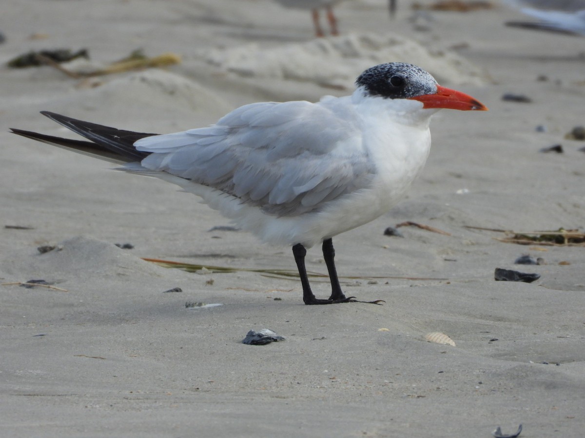 Caspian Tern - ML609925214