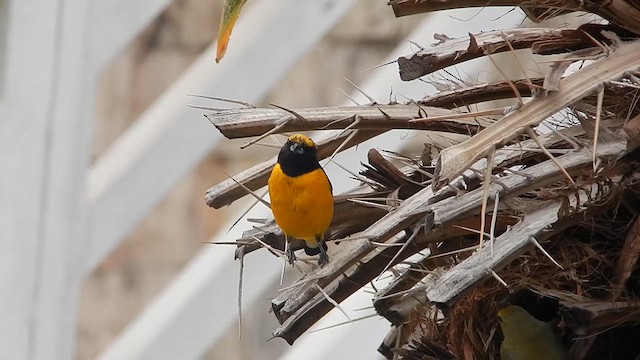 Purple-throated Euphonia - ML609925233