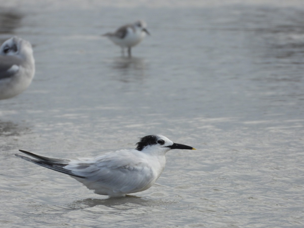 Sandwich Tern - ML609925274