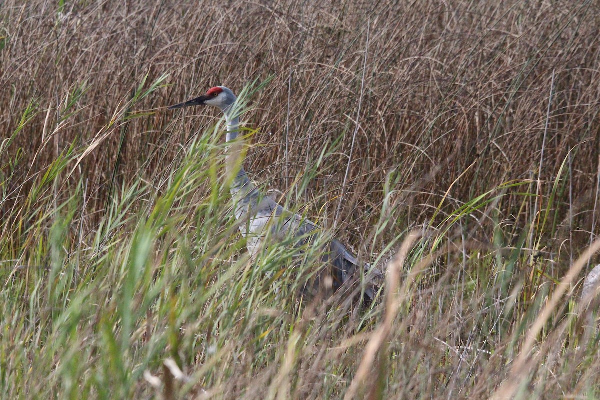 Sandhill Crane - Rob & Janice Tartell