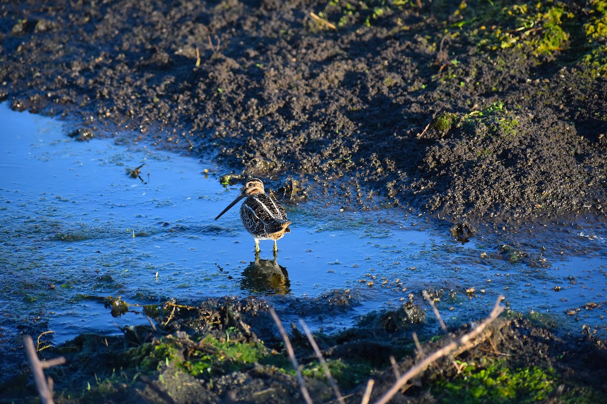 Wilson's Snipe - ML609925399