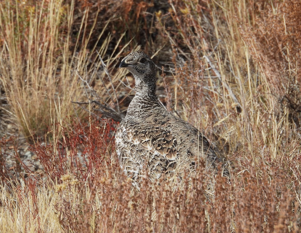 Beifußhuhn - ML609925589