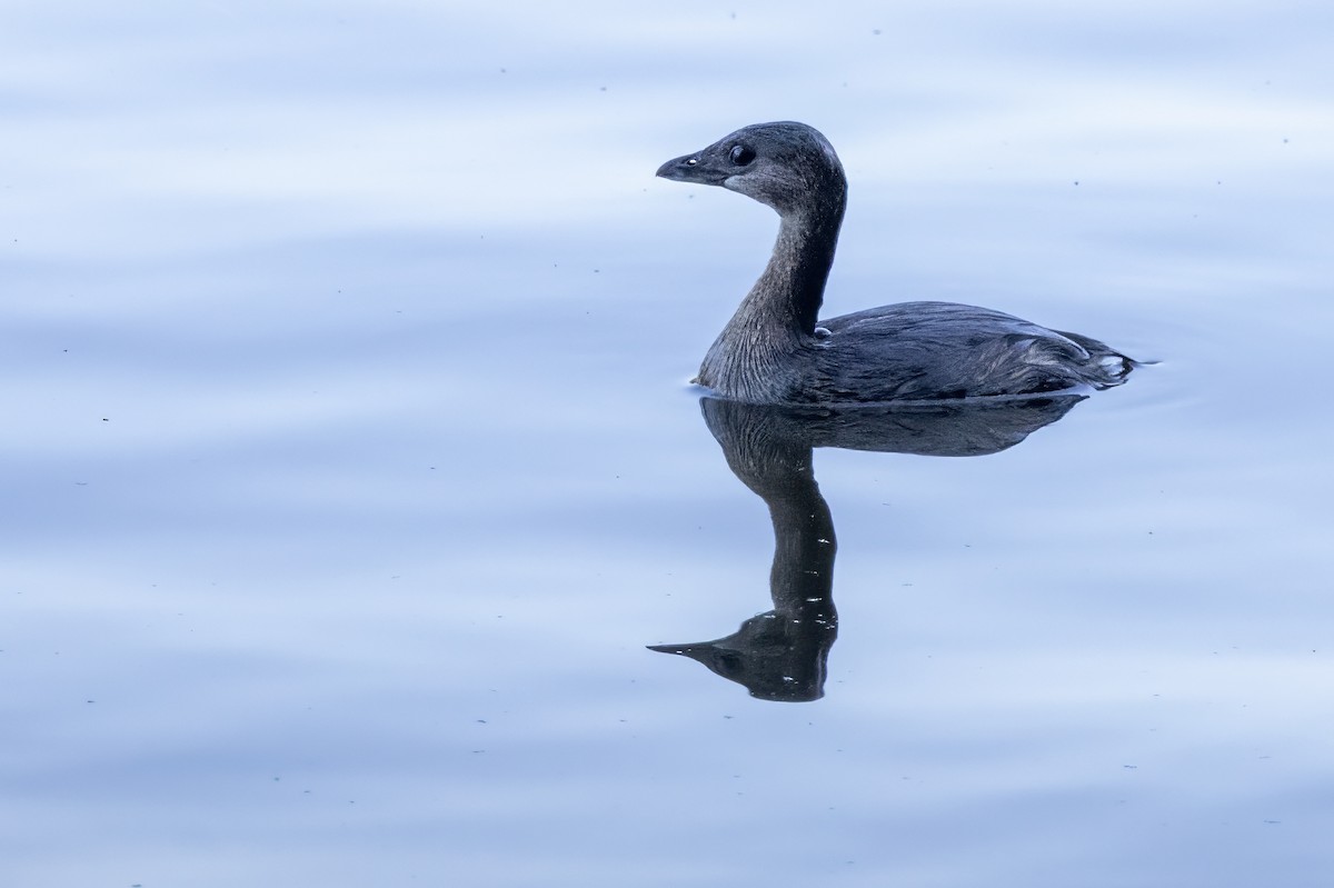 Pied-billed Grebe - ML609925687