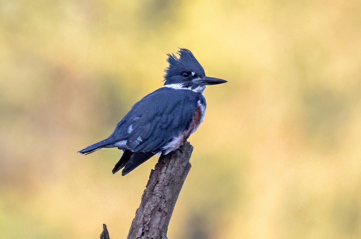 Belted Kingfisher - ML609925698