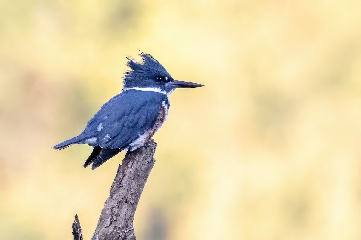 Belted Kingfisher - ML609925699