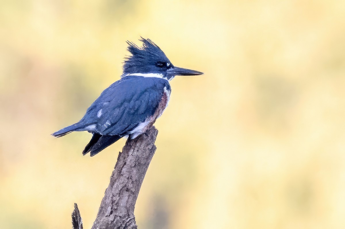 Belted Kingfisher - ML609925700