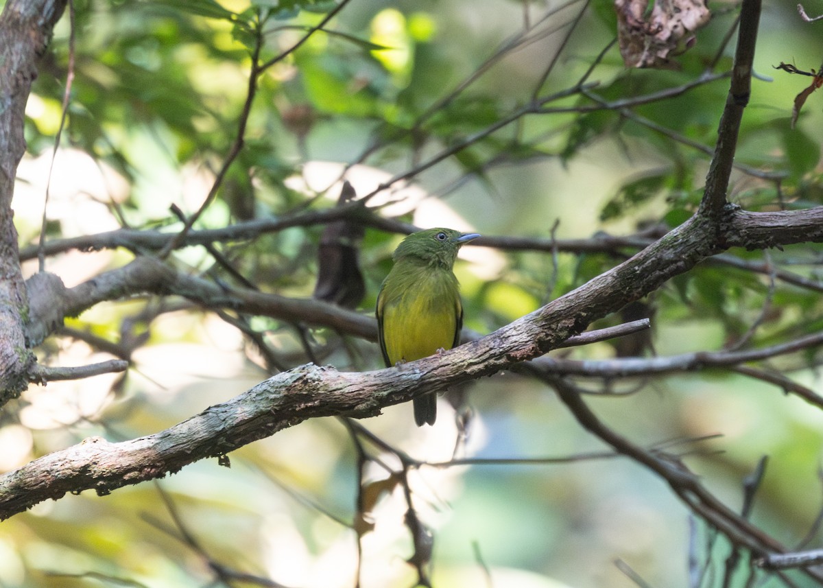 Snow-capped Manakin - ML609925755