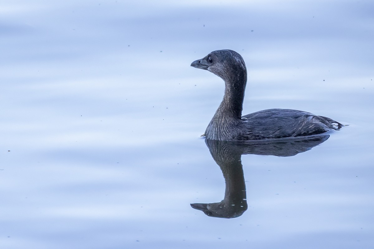 Pied-billed Grebe - ML609925793