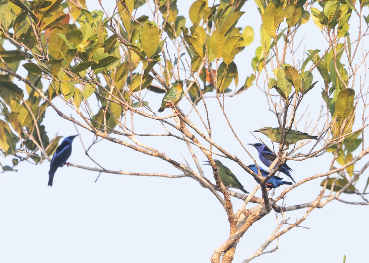 Short-billed Honeycreeper - ML609925843