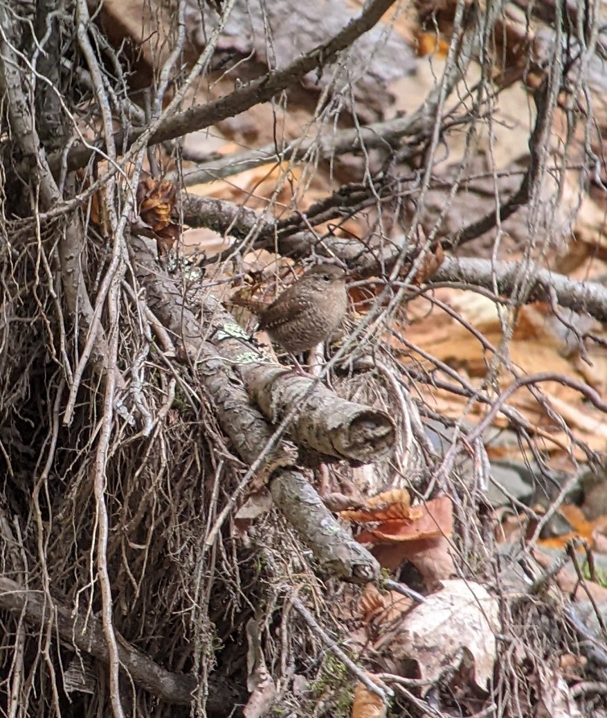 Winter Wren - ML609925876