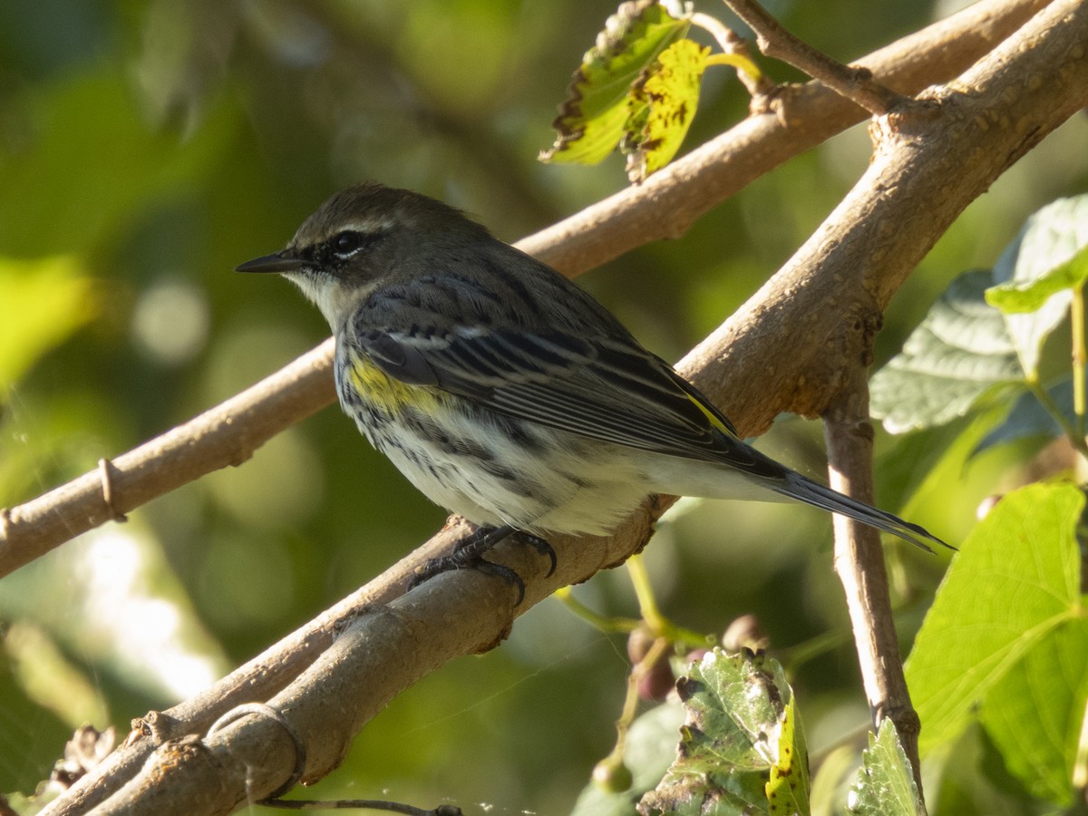 Yellow-rumped Warbler - ML609925889