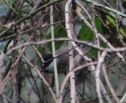 Marsh Tit - ML609925905