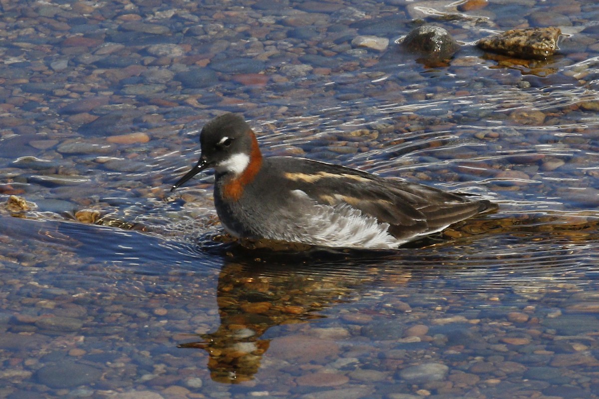 Red-necked Phalarope - ML60992591