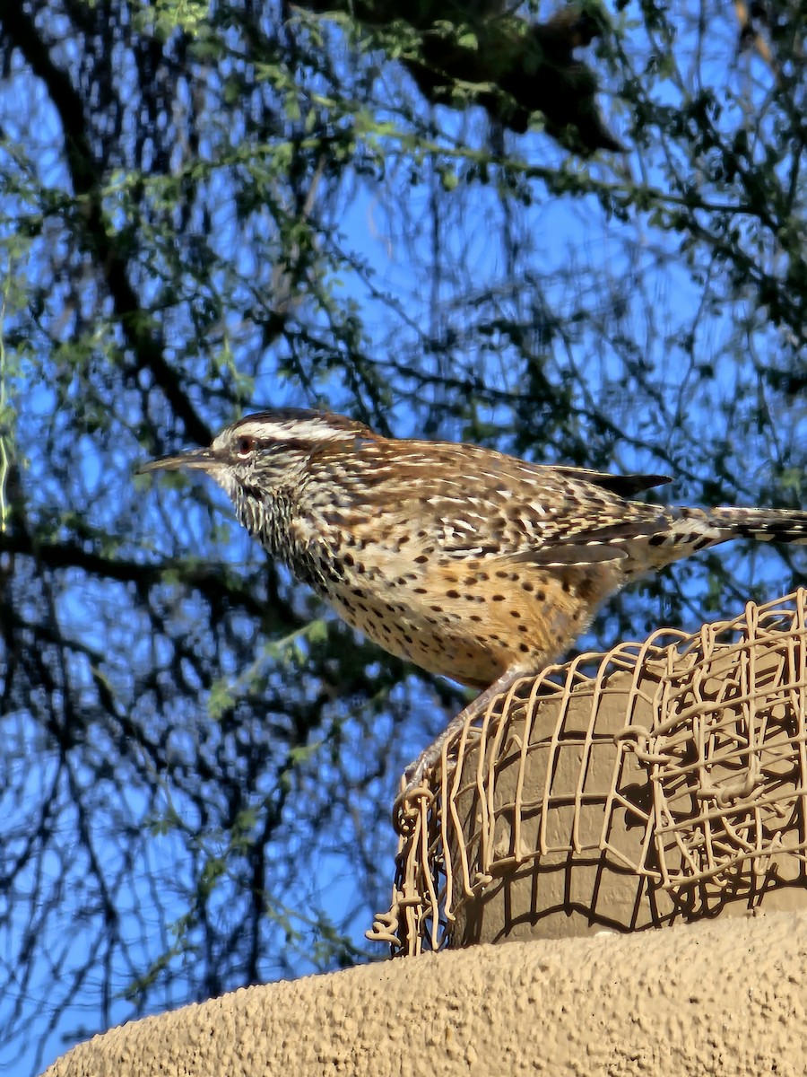 Cactus Wren - ML609925927