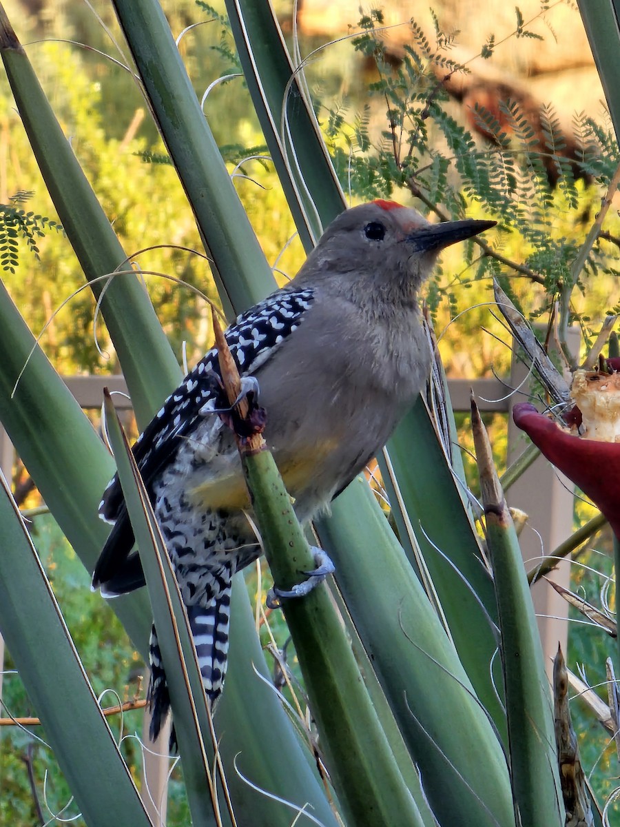 Gila Woodpecker - ML609925933