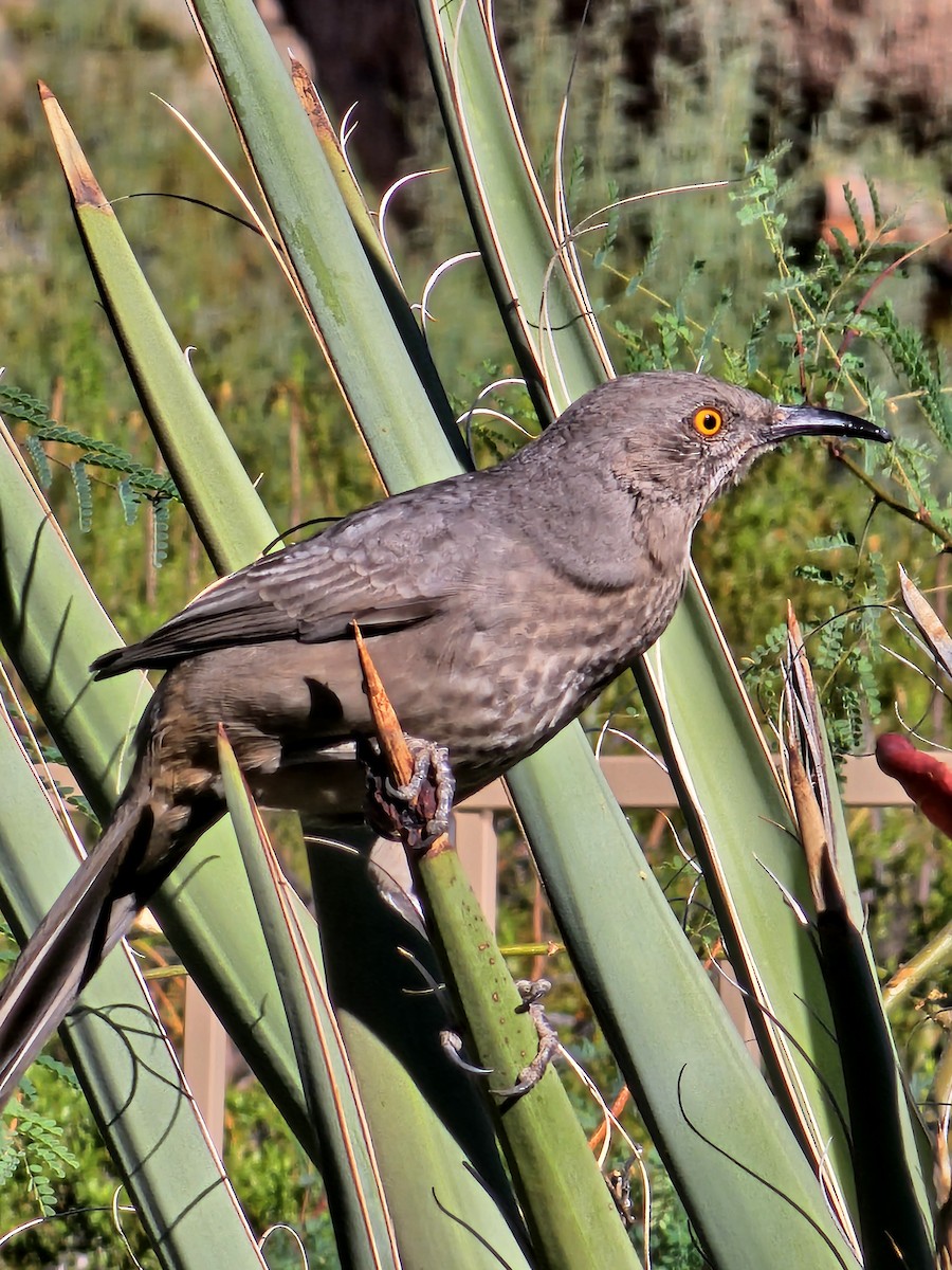 Curve-billed Thrasher - ML609925940