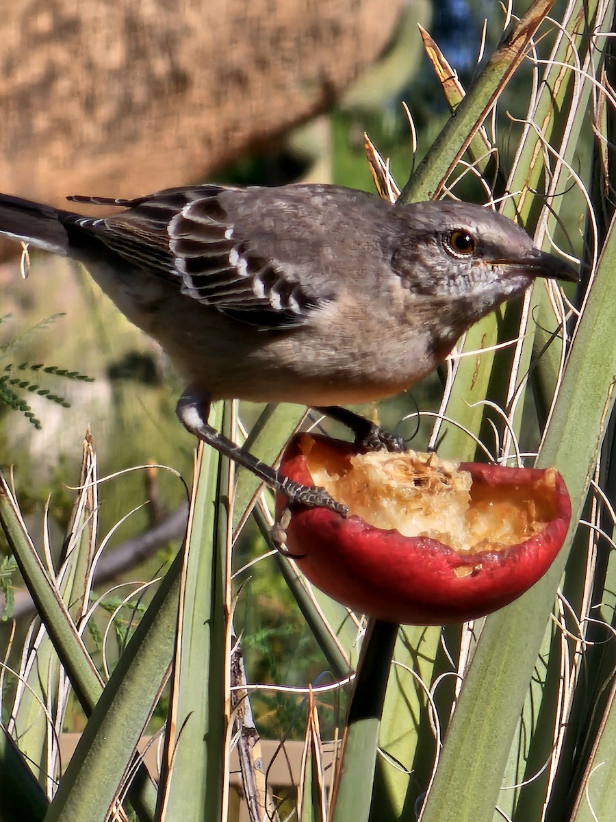 Northern Mockingbird - ML609925942