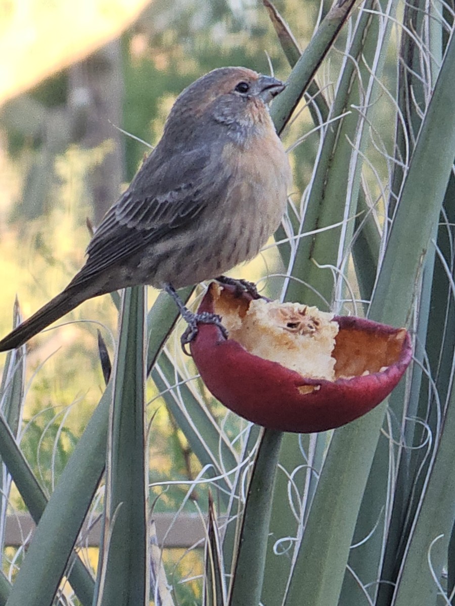 House Finch - ML609925947