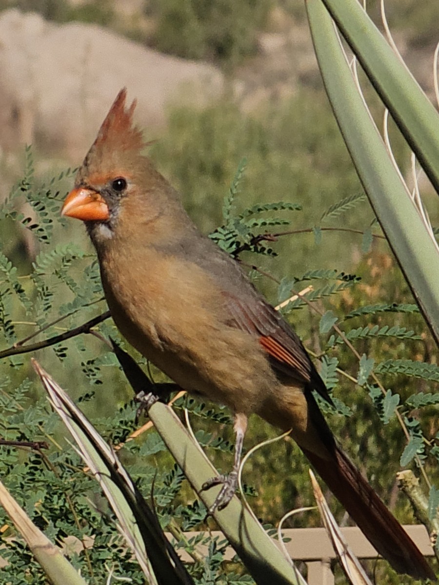 Northern Cardinal - ML609925961