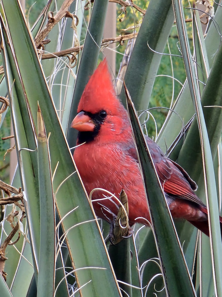 Northern Cardinal - ML609925962