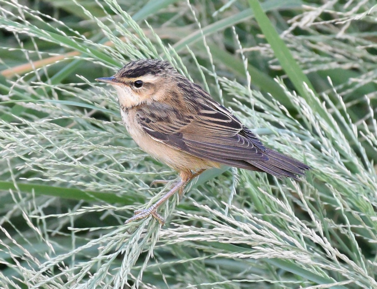 Sedge Warbler - Steven Mlodinow