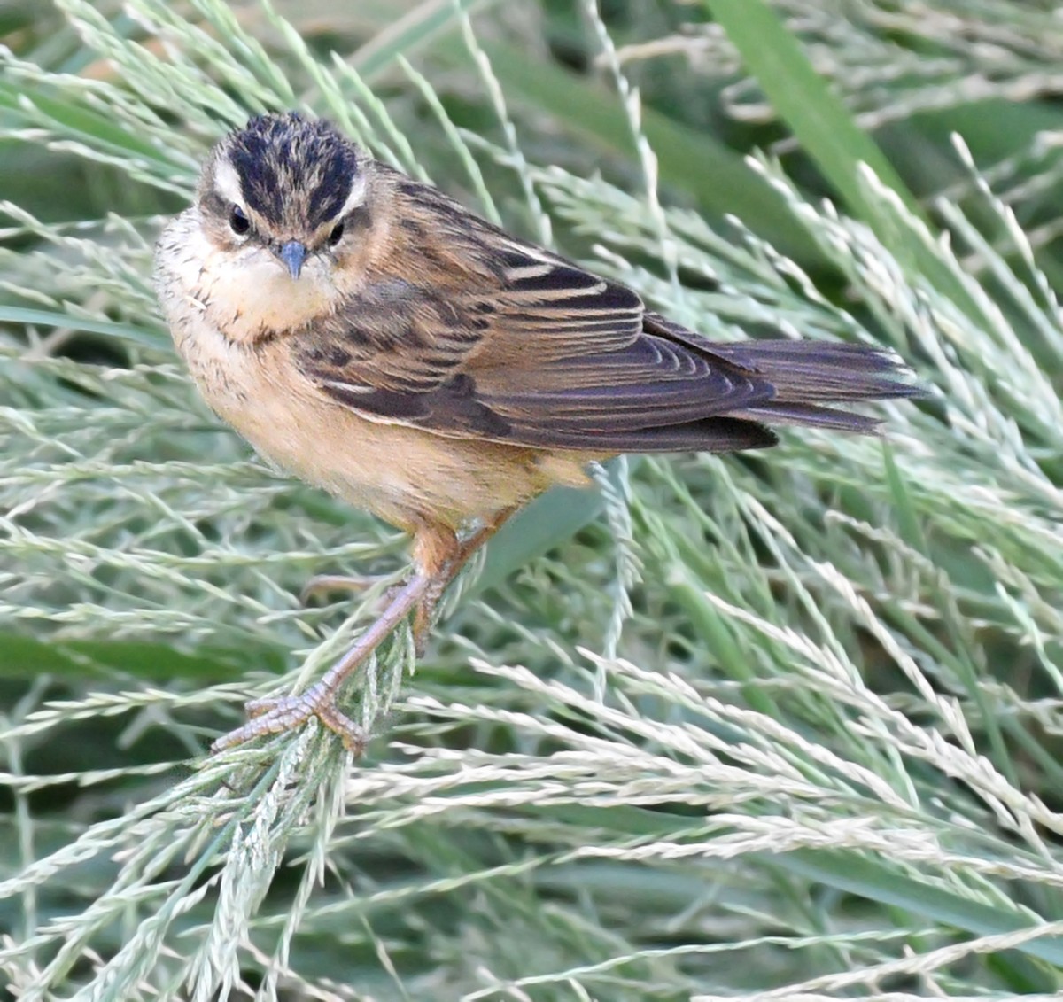 Sedge Warbler - Steven Mlodinow