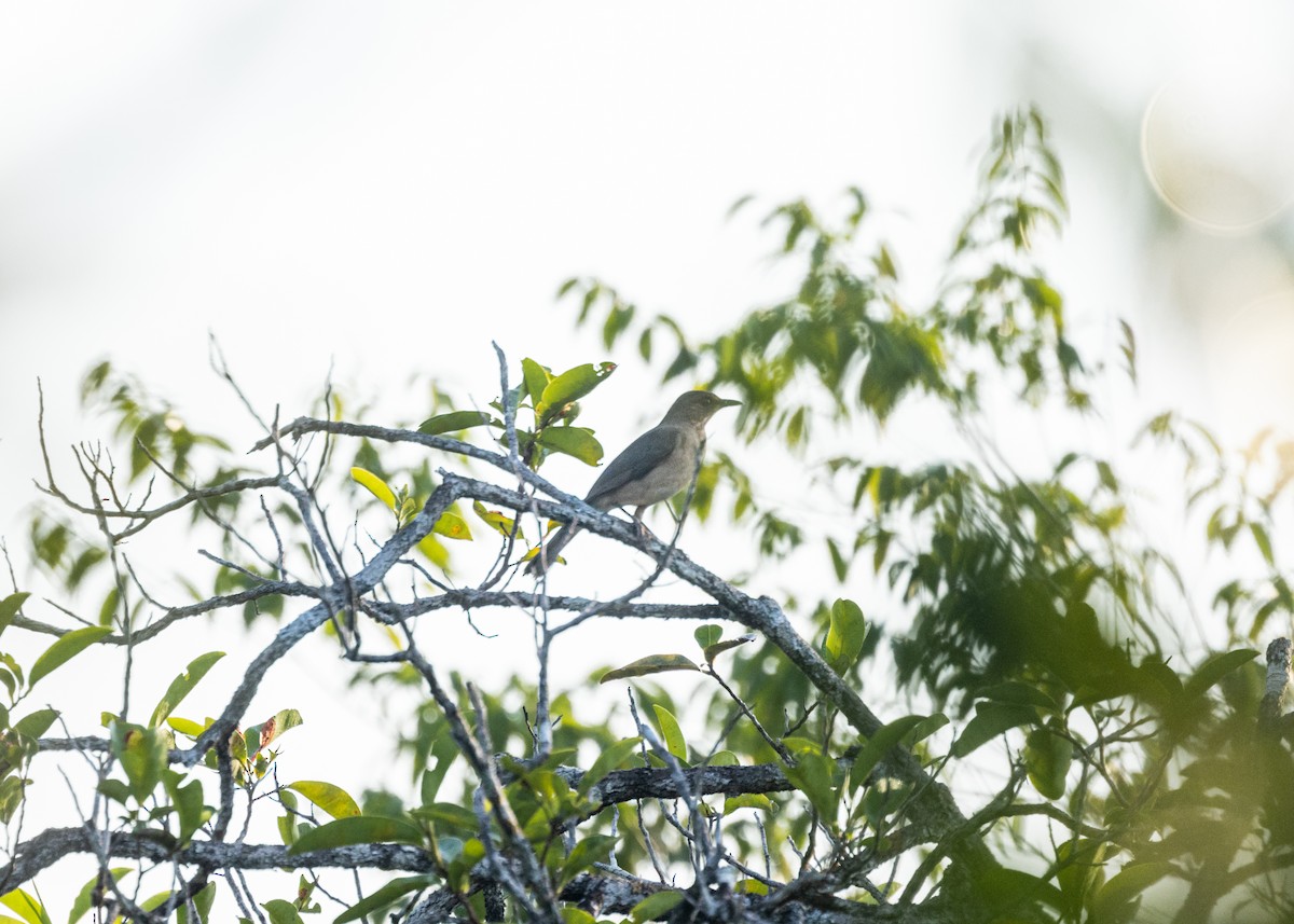 Campina Thrush - Silvia Faustino Linhares