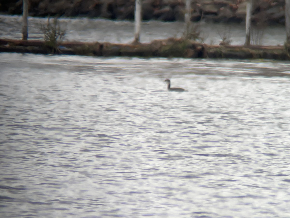 Horned Grebe - ML609926039