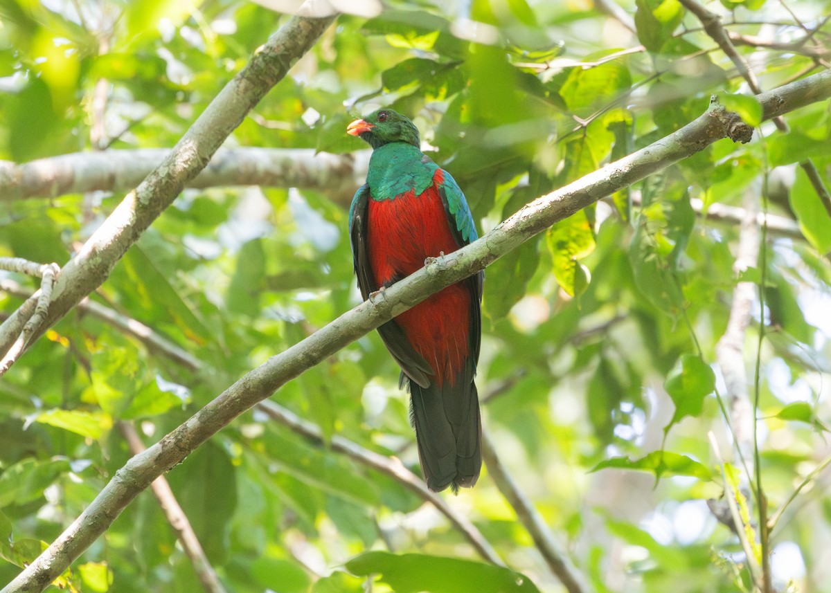 Pavonine Quetzal - Silvia Faustino Linhares