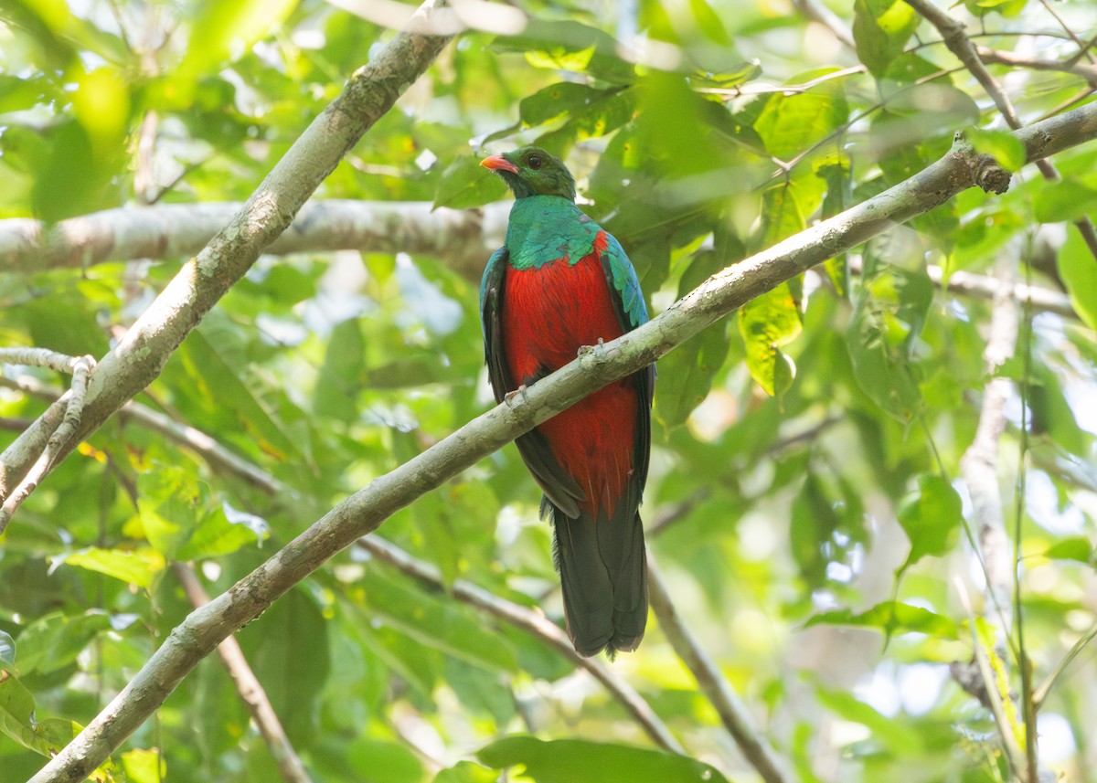 Quetzal pavonin - ML609926125