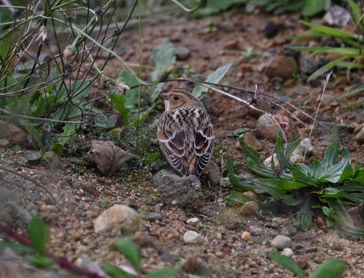 Lapland Longspur - ML609926192