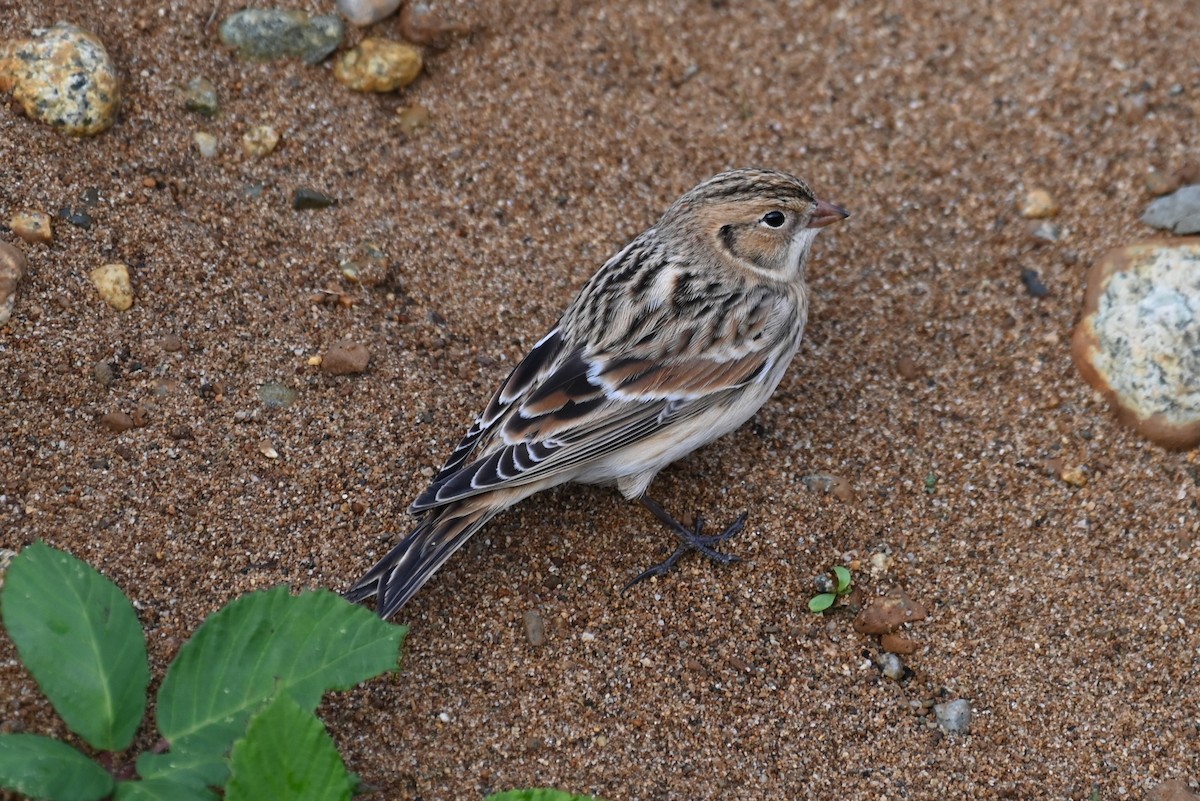 Lapland Longspur - ML609926193