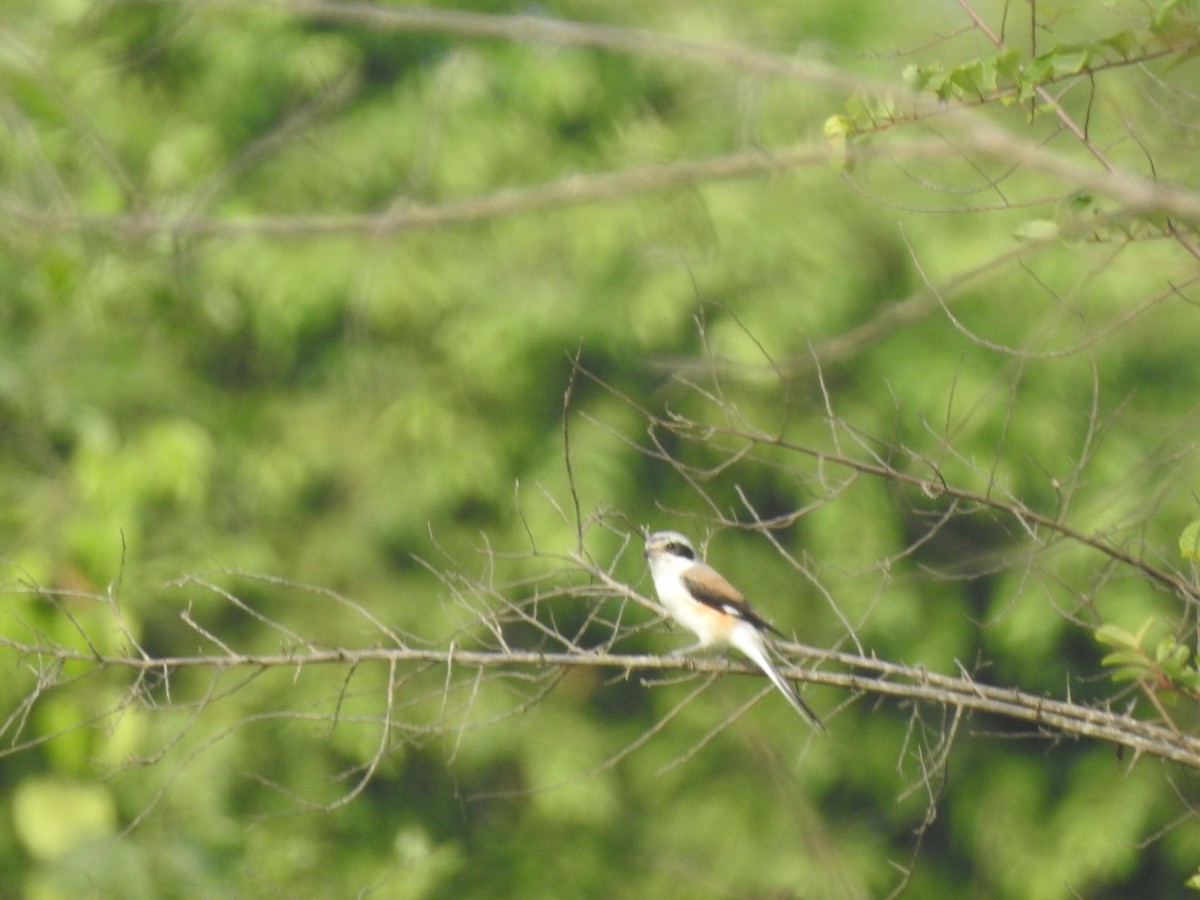 Long-tailed Shrike - Jisha Rajesh