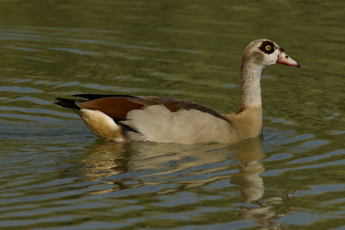 Egyptian Goose - Ted Burkett