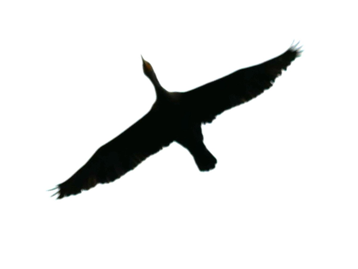 Double-crested Cormorant - ML609926365