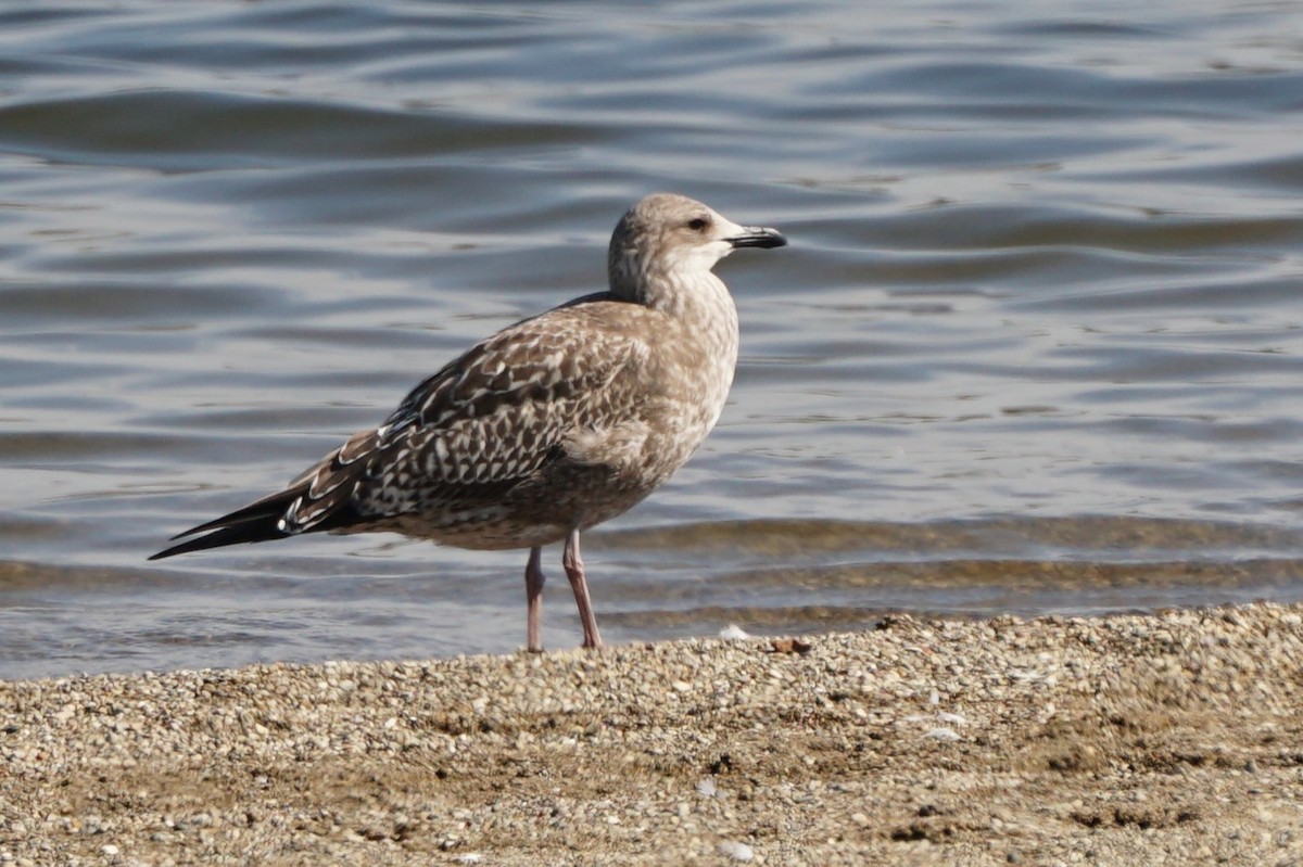 Gaviota Sombría - ML609926441