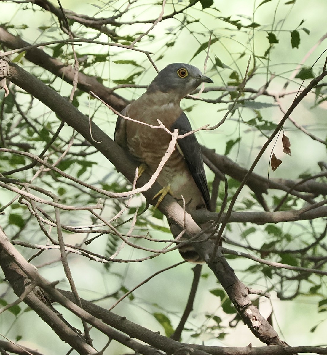 Common Hawk-Cuckoo - Rishab Ghosh