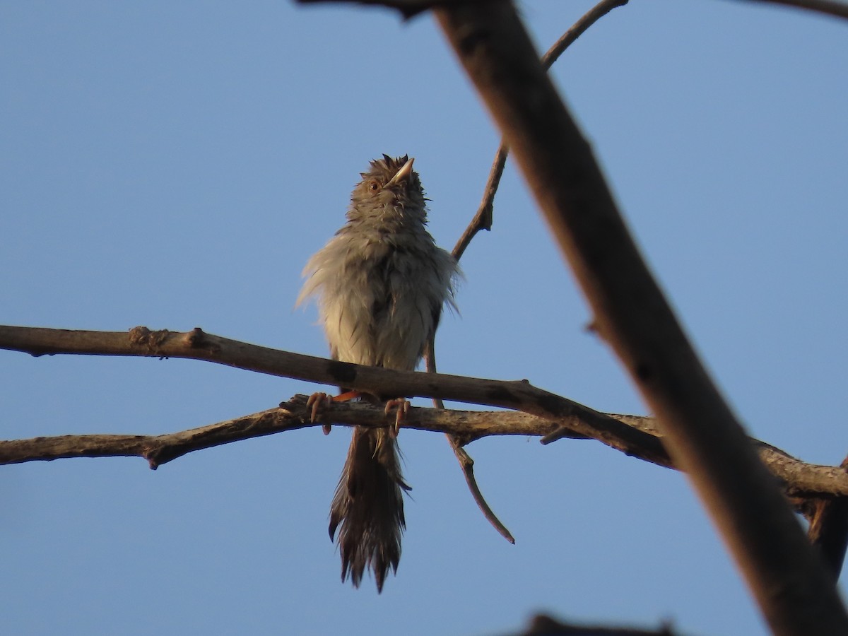 Graceful Prinia - Ute Langner