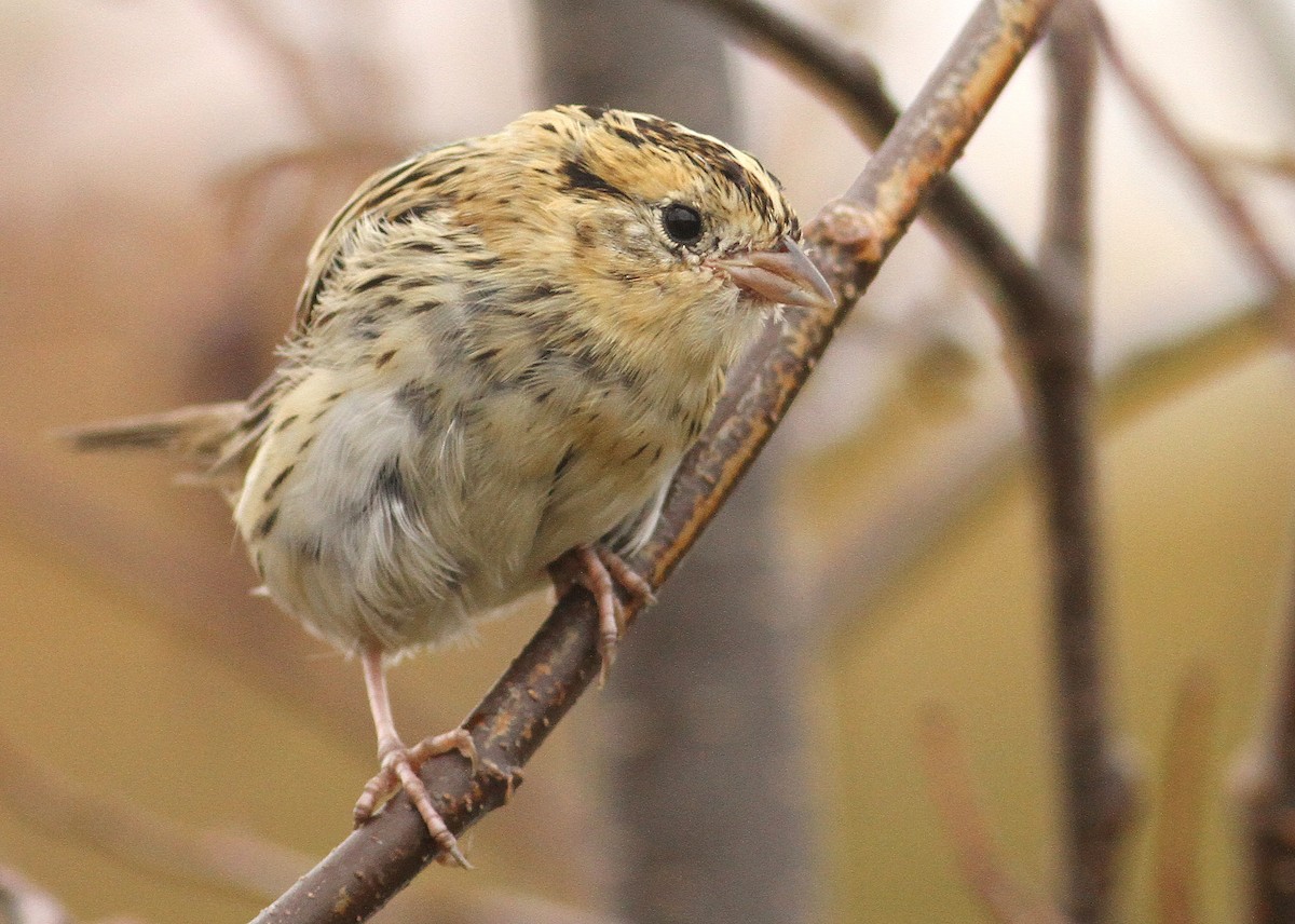 LeConte's Sparrow - ML60992651